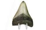 Fossil Megalodon Tooth - North Carolina #166989-2